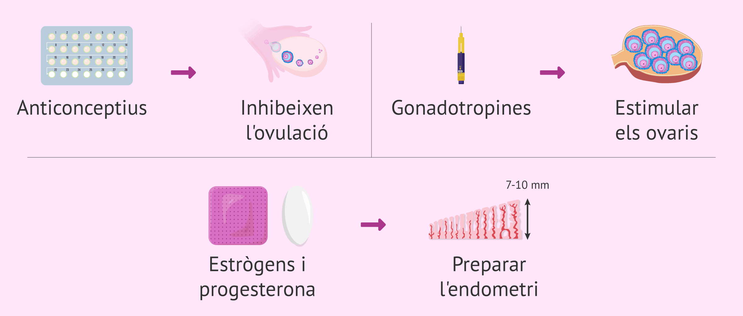 Imagen: Augmentar les hormones sexuals en la dona