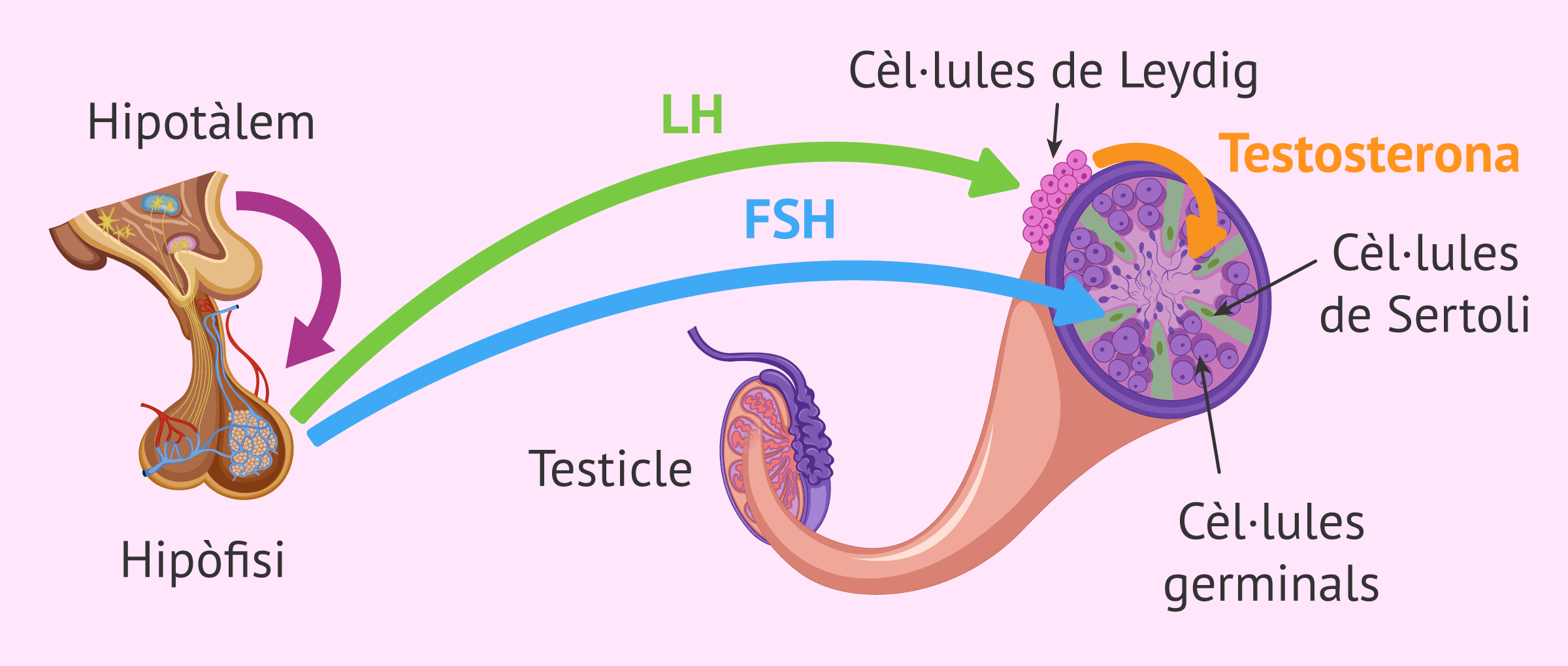 Imagen: Hormones sexuals masculines