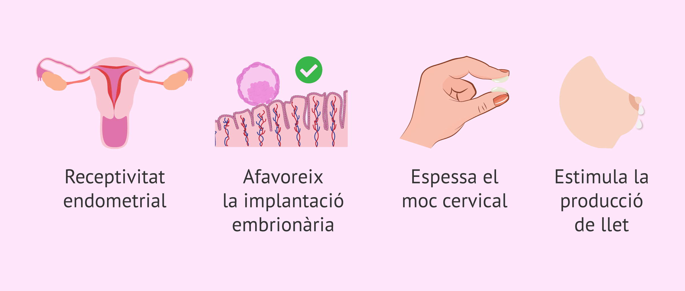 Imagen: Quines són les funcions de la progesterona?