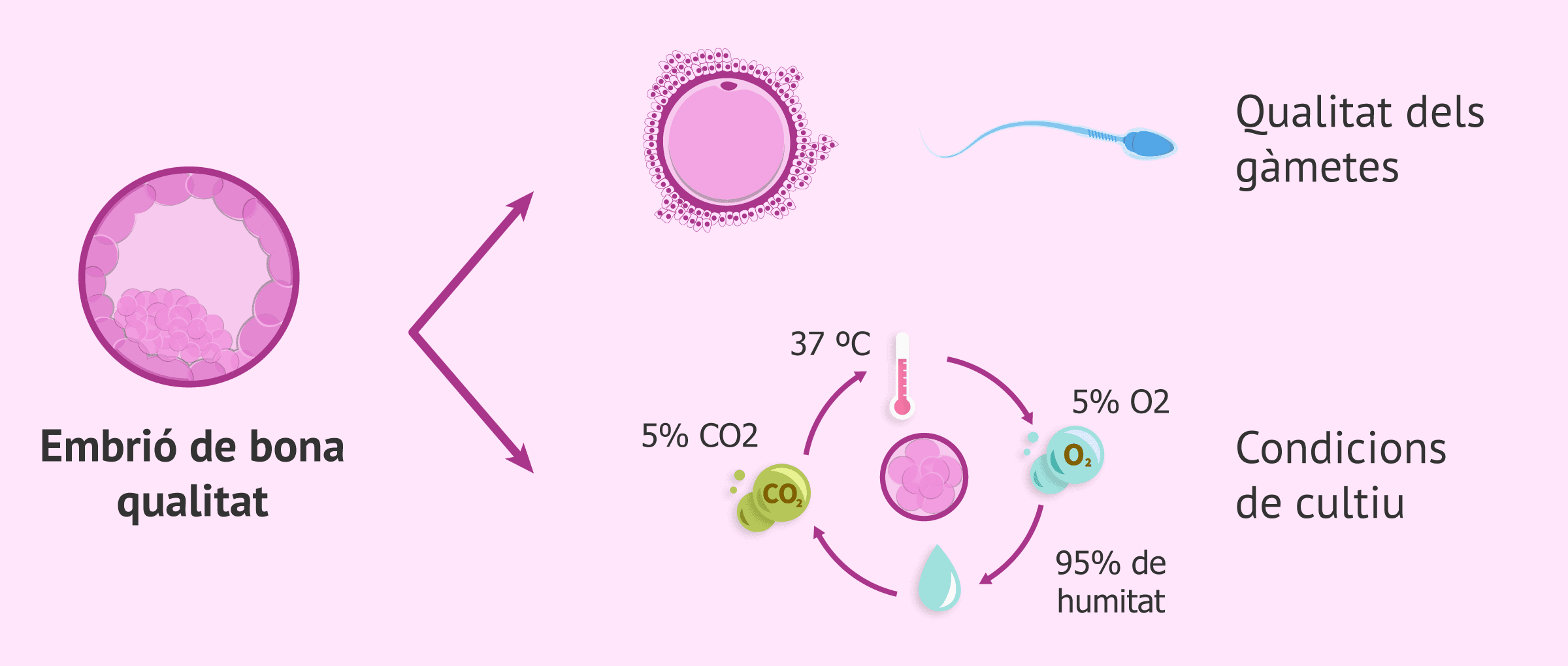 Com millorar les taxes d'implantació en reproducció assistida?
