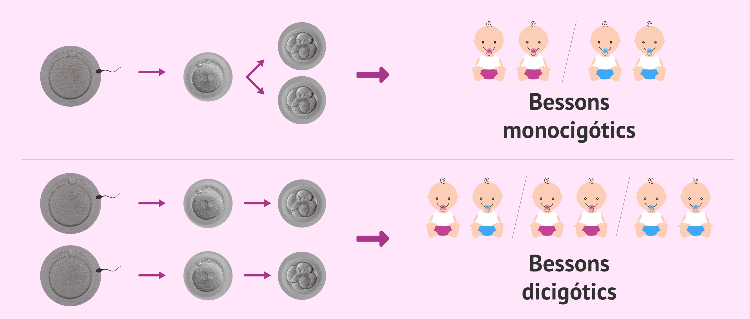 Què diferencia l'embaràs de bessons idèntics de l'embaràs de bessons bivitel·lins?