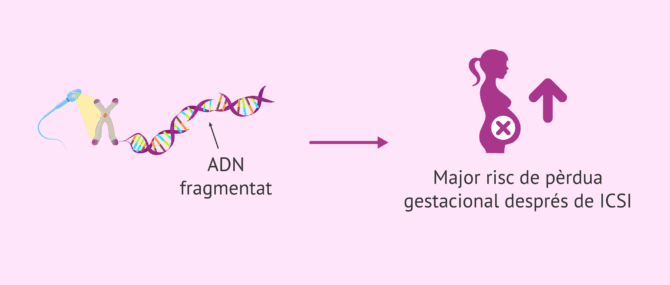 Imagen: Fragmentació de l'ADN espermàtic i risc d'avortament