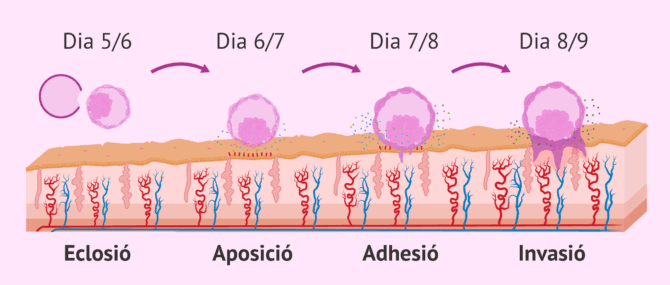Imagen: Fases de la implantació embrionària