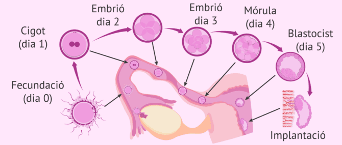 Imagen: Desenvolupament i implantació de l'embrió en l'úter