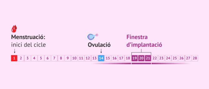Imagen: Quin és el moment de la finestra d'implantació?