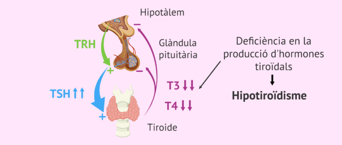 Imagen: Hipotiroïdisme i els valors TSH