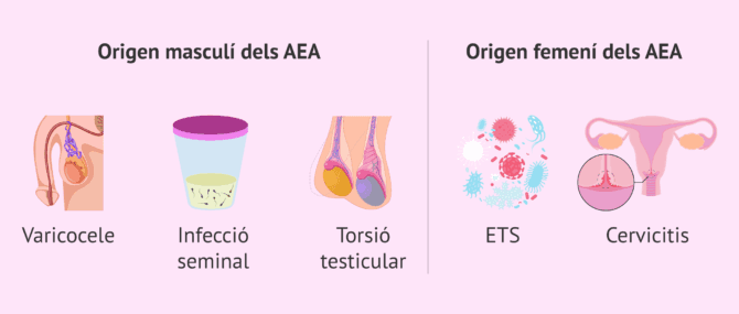 Imagen: Origen dels anticossos antiespermatozoides o AEA