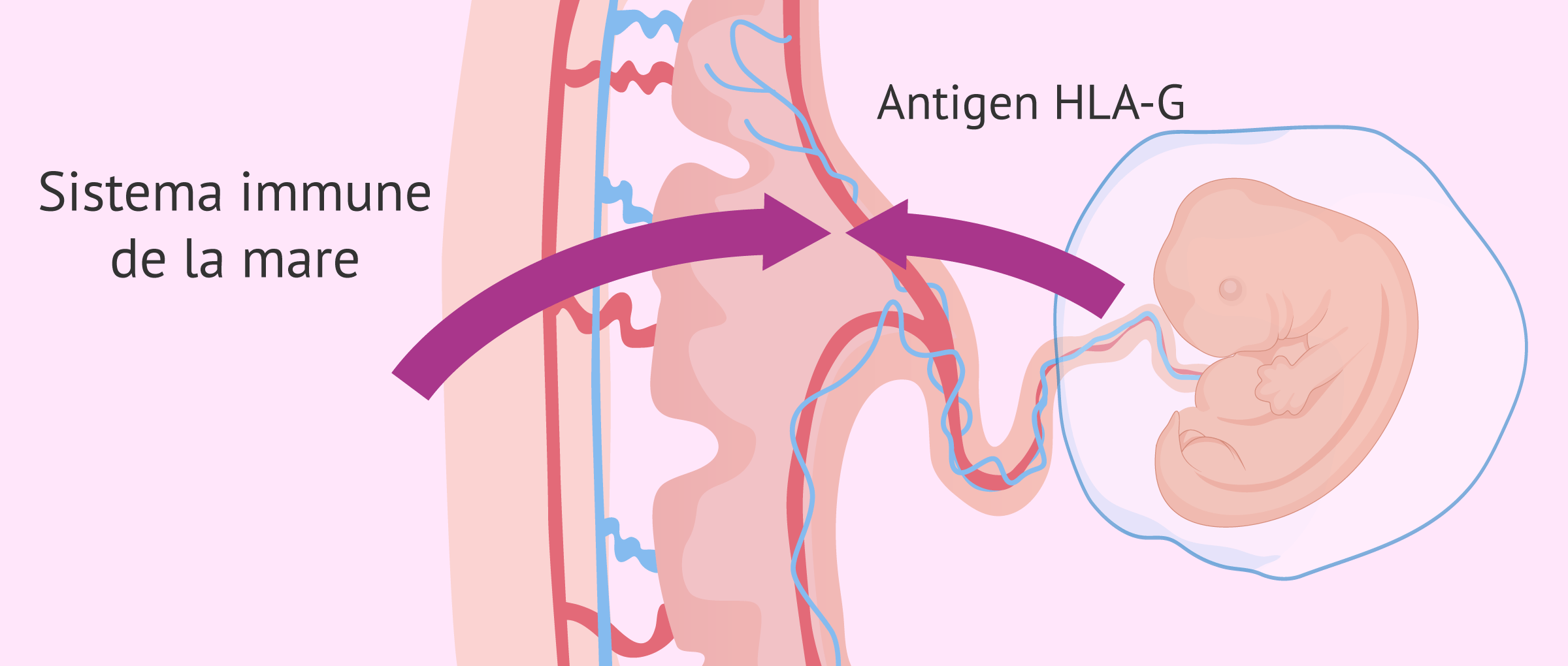 Infertilitat immunològica: tipus, causes i tractaments