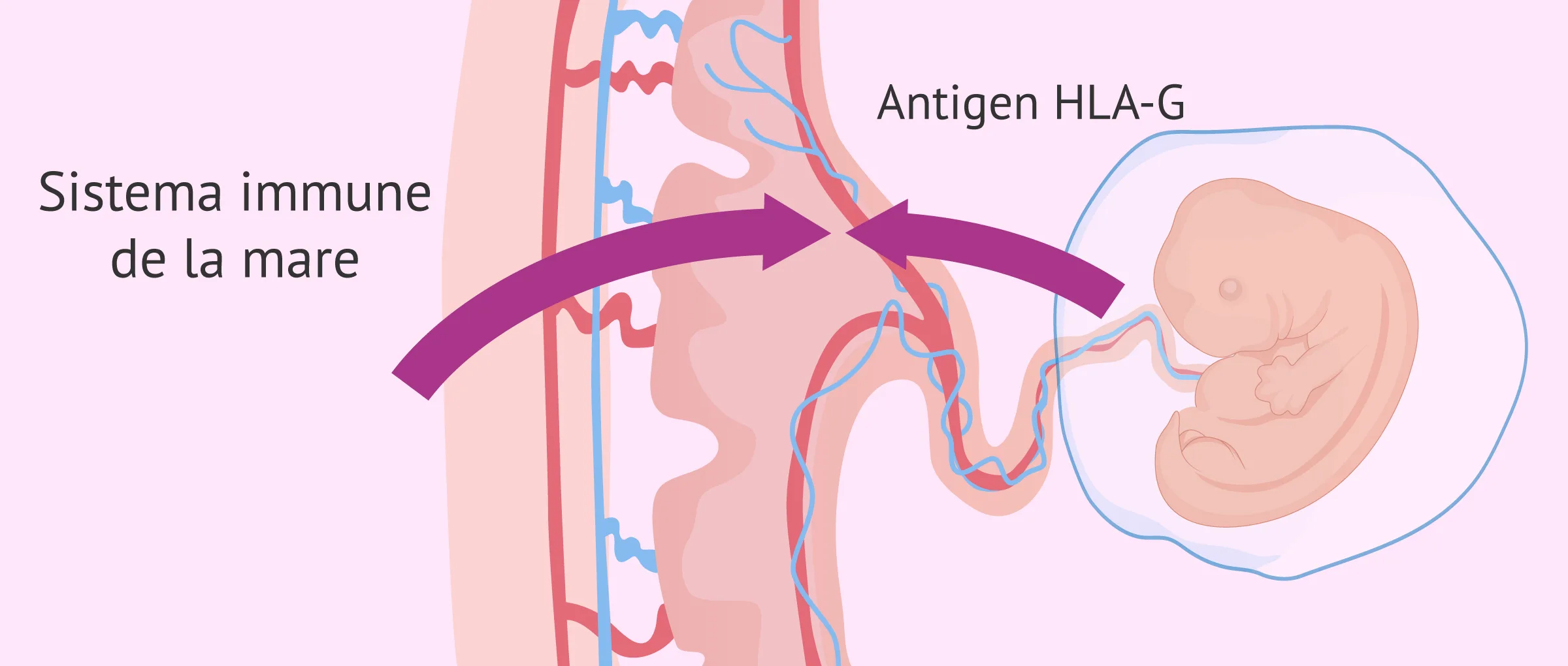 Infertilitat immunològica: tipus, causes i tractaments