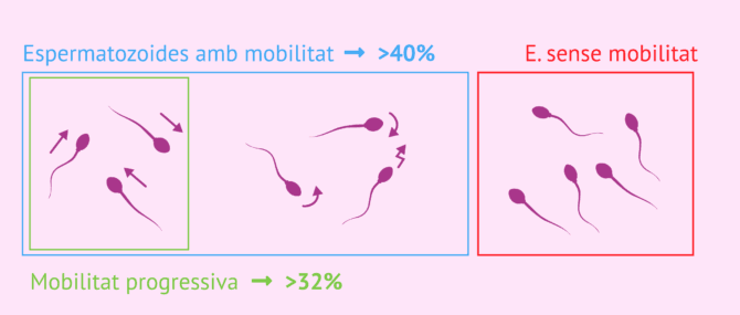 Imagen: Mobilitat dels espermatozoides