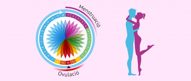 Imagen: Relacions programades en el moment de l'ovulació