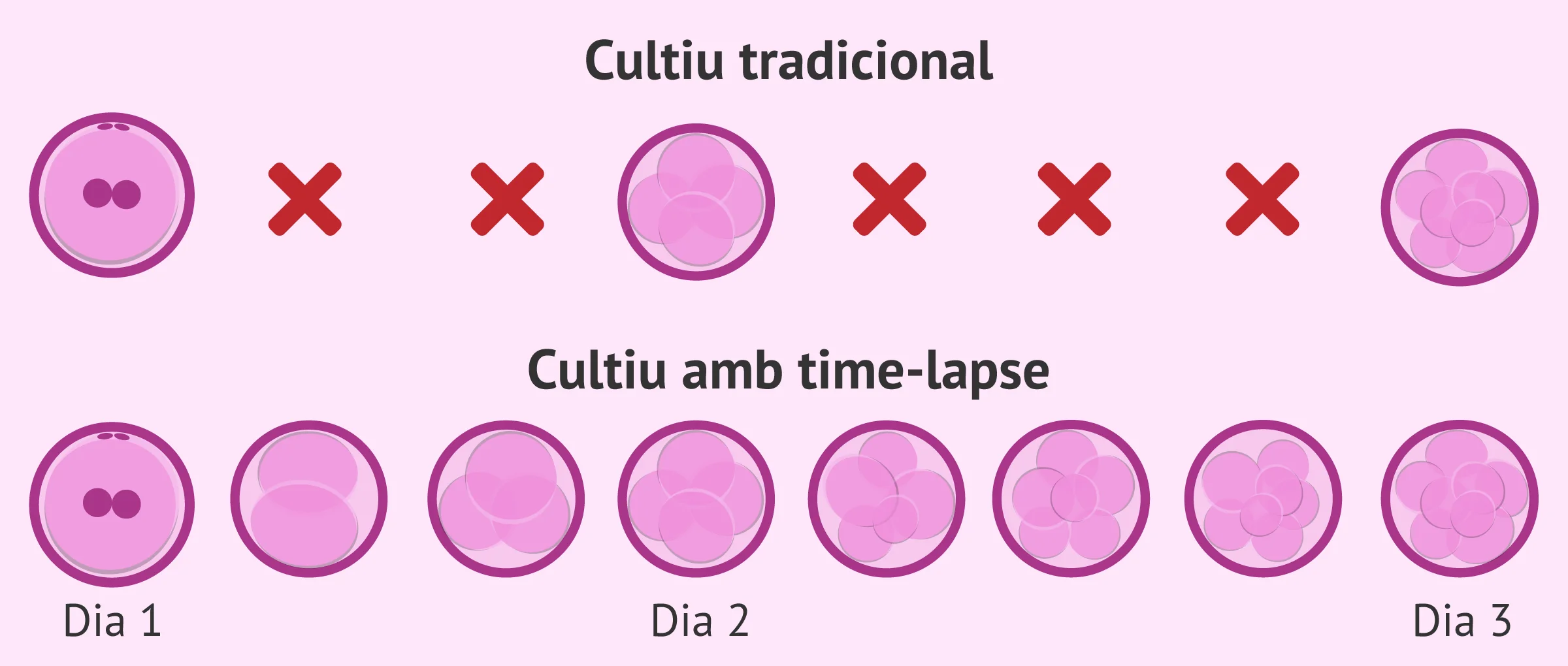 Imagen: Cultiu embrionari tradicional vs time-lapse