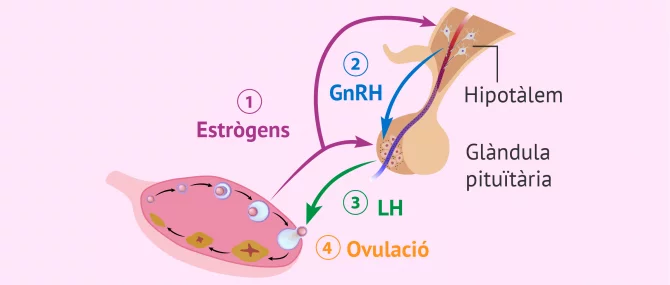 Imagen: Control hormonal de l’ovulació