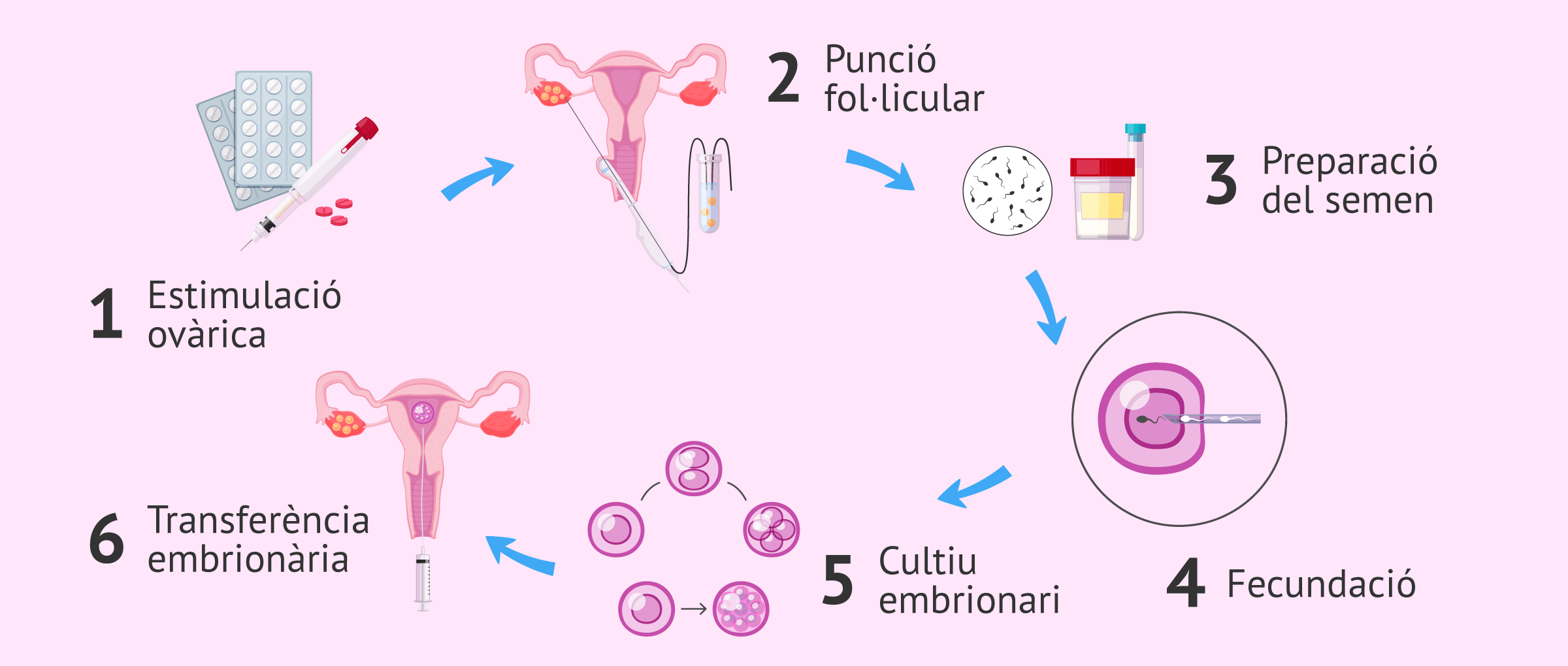 Procés de la fecundació in vitro