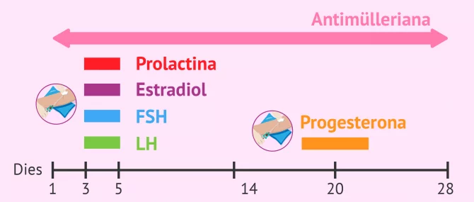 Imagen: Quan fer les anàlisis hormonals