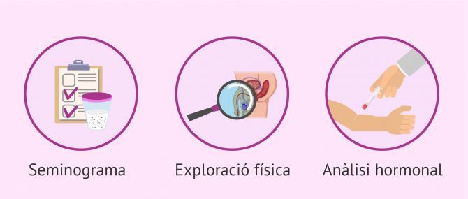 Imagen: Probes bàsiques de fertilitat masculina