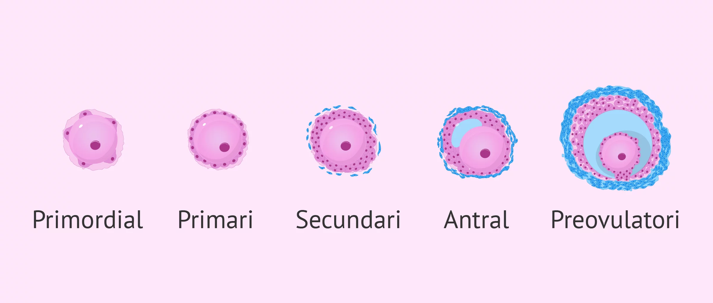 Desenvolupament dels fol·licles de l'ovari