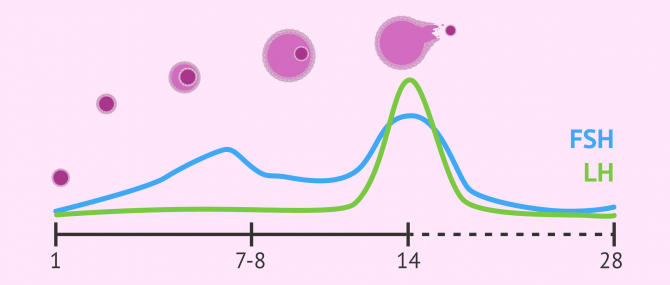 Imagen: Nivells de FSH i LH durant el cicle menstrual