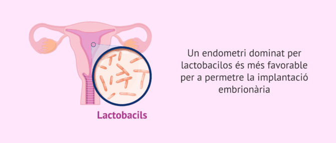 Imagen: Lactobacils i implantació embrionària