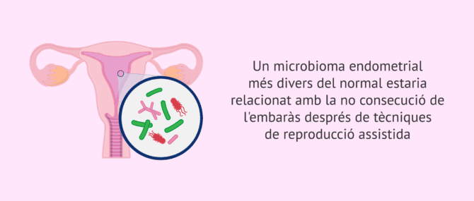 Imagen: Com pot influir el microbioma endometrial en la implantació embrionària?