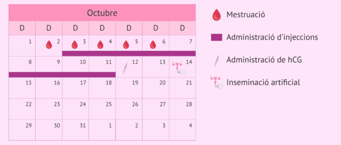 Imagen: Protocol d'EOC en la inseminació artificial