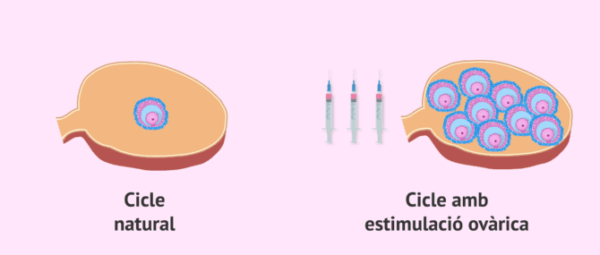 Imagen: Cicle normal vs. cicle estimulat