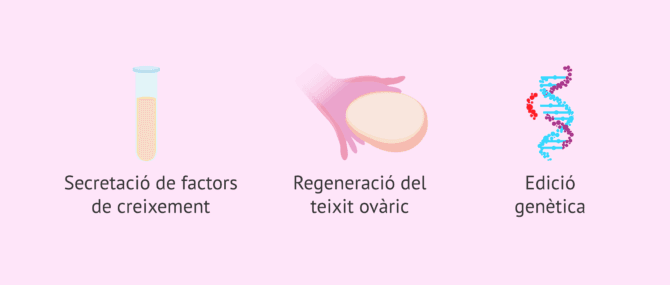 Imagen: Avenços en reproducció assistida amb cèl·lules mare i edició genètica