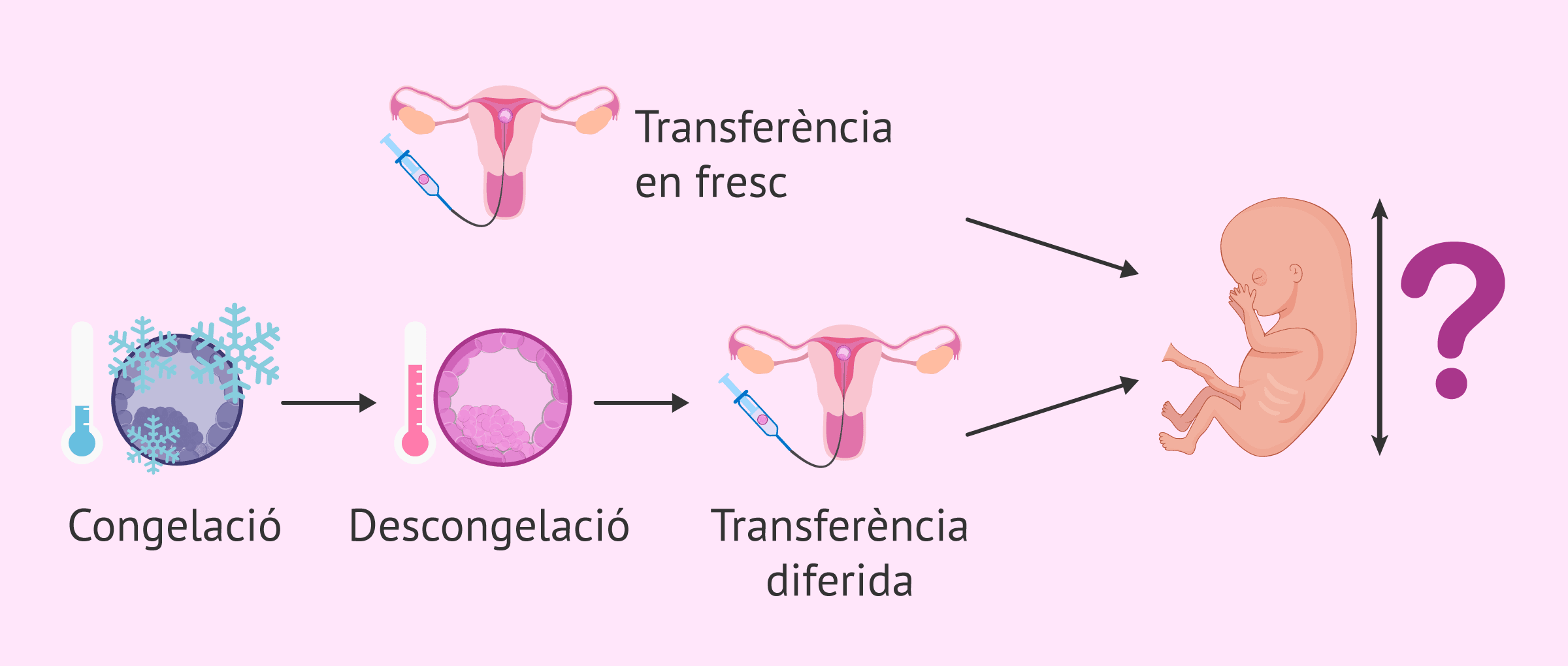 Embrions congelats vs frescos: impacte en el creixement fetal
