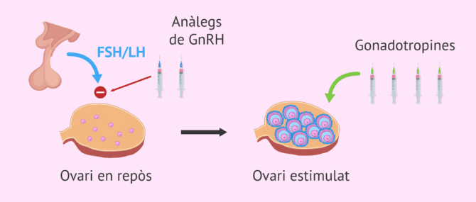 Imagen: En què consisteix l'estimulació ovàrica controlada?