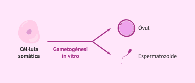 Imagen: Utilitat de la gametogènesi in vitro