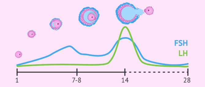 Imagen: Nivells de FSH i LH durant el cicle menstrual