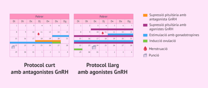 Imagen: Diferències entre un protocol d'estimulació ovàrica curt i llarg
