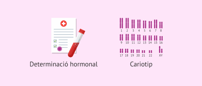 Imagen: Proves diagnòstiques per a la criptorquídia bilateral