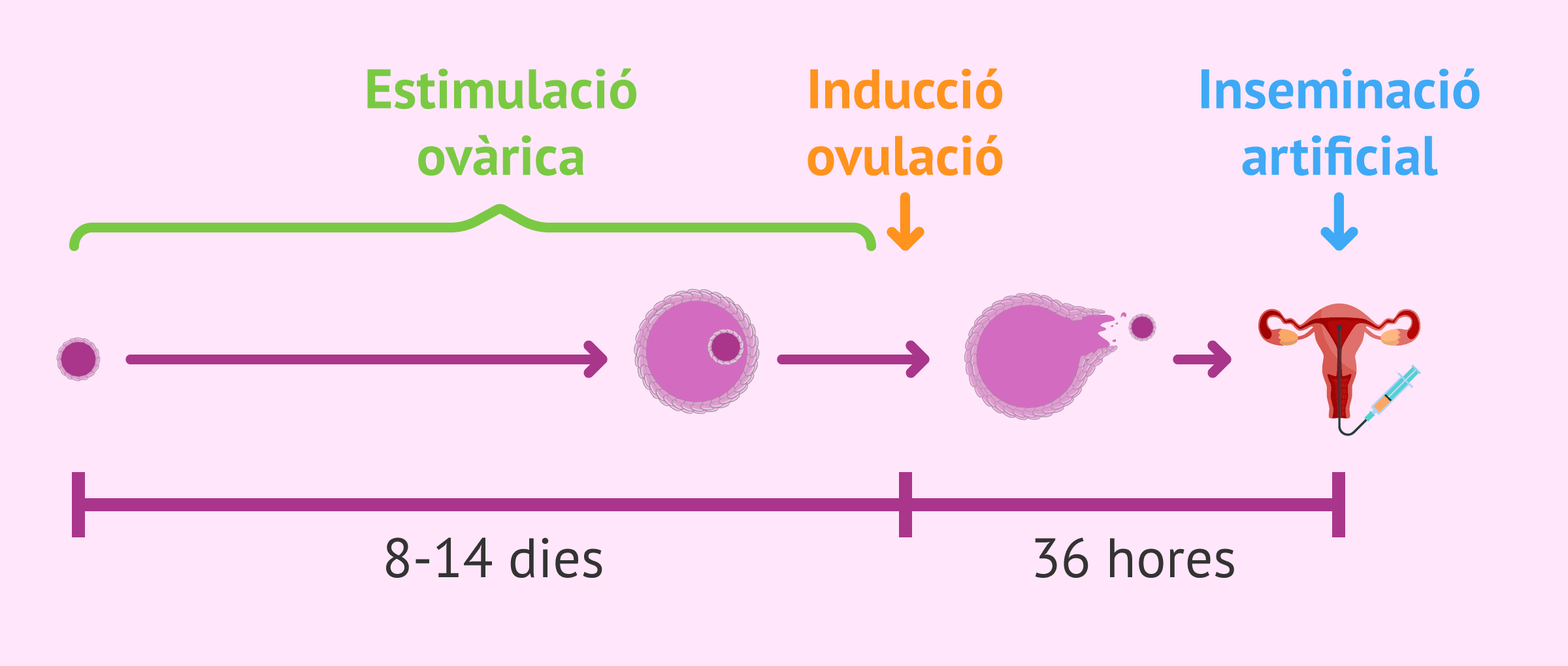 Estimulació ovàrica per a IA