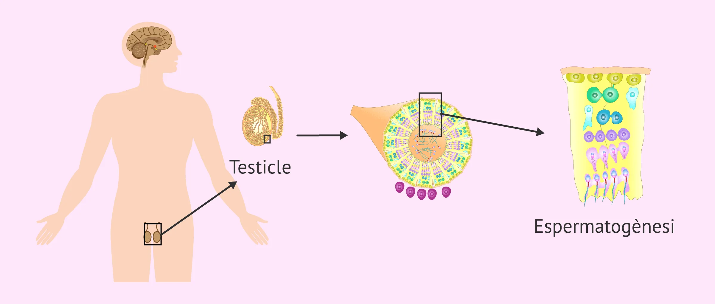 Factor testicular