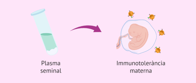 Imagen: Plasma seminal i immunotolerància materna