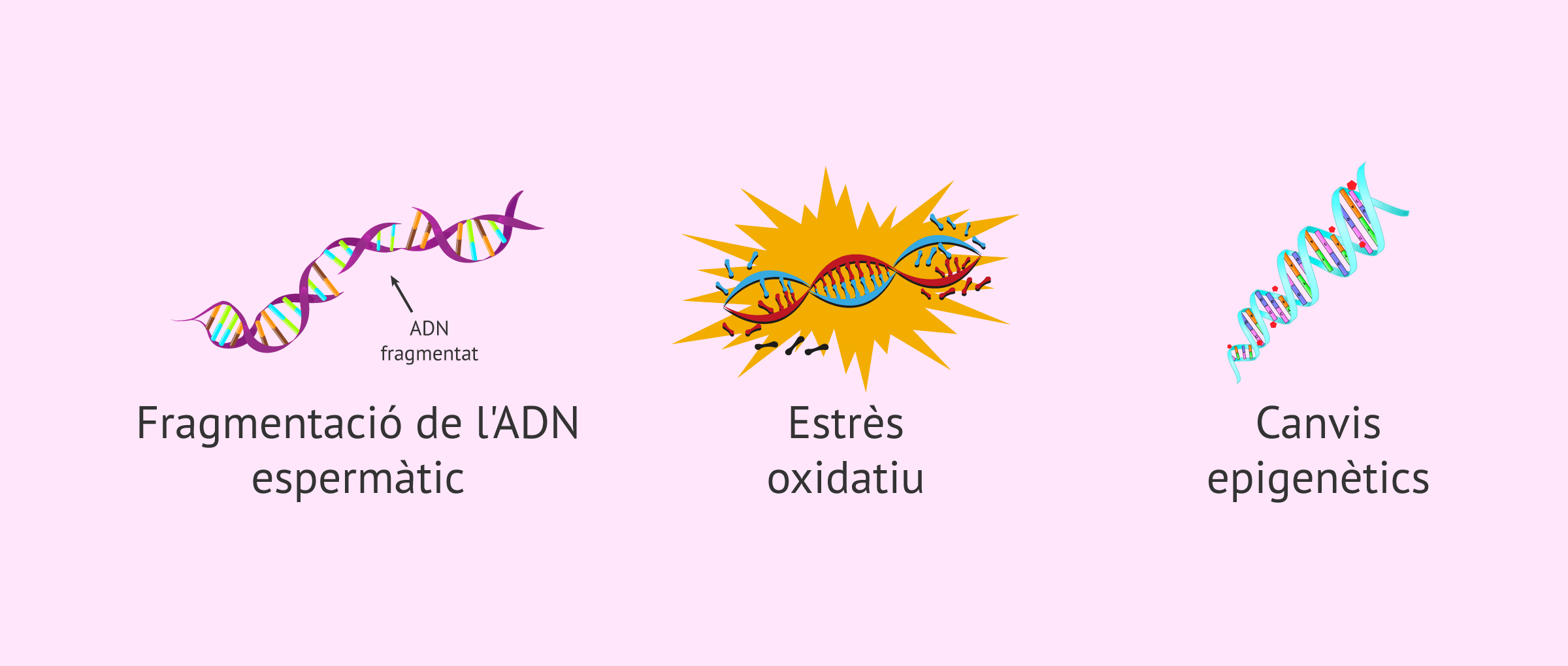 Edat paterna i reproducció assistida: el seu impacte i els consells