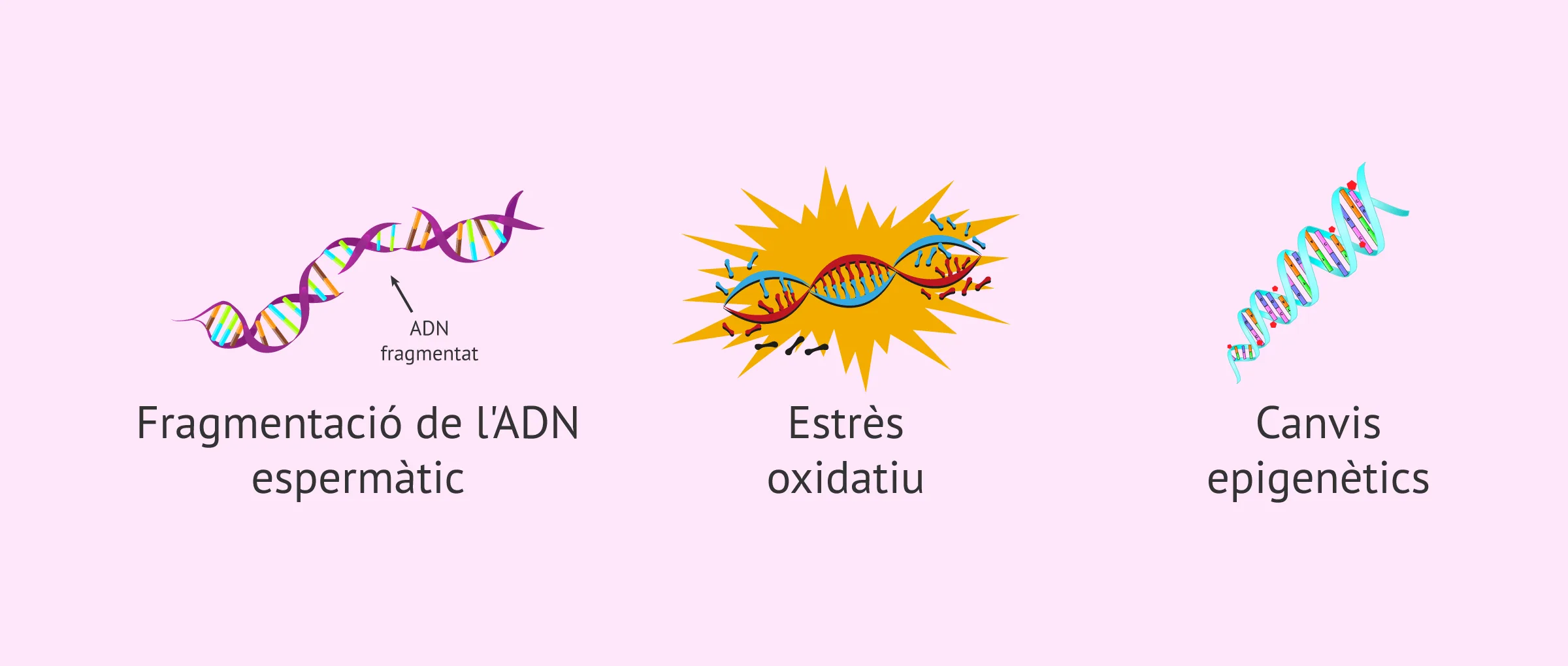 Edat paterna i reproducció assistida: el seu impacte i els consells