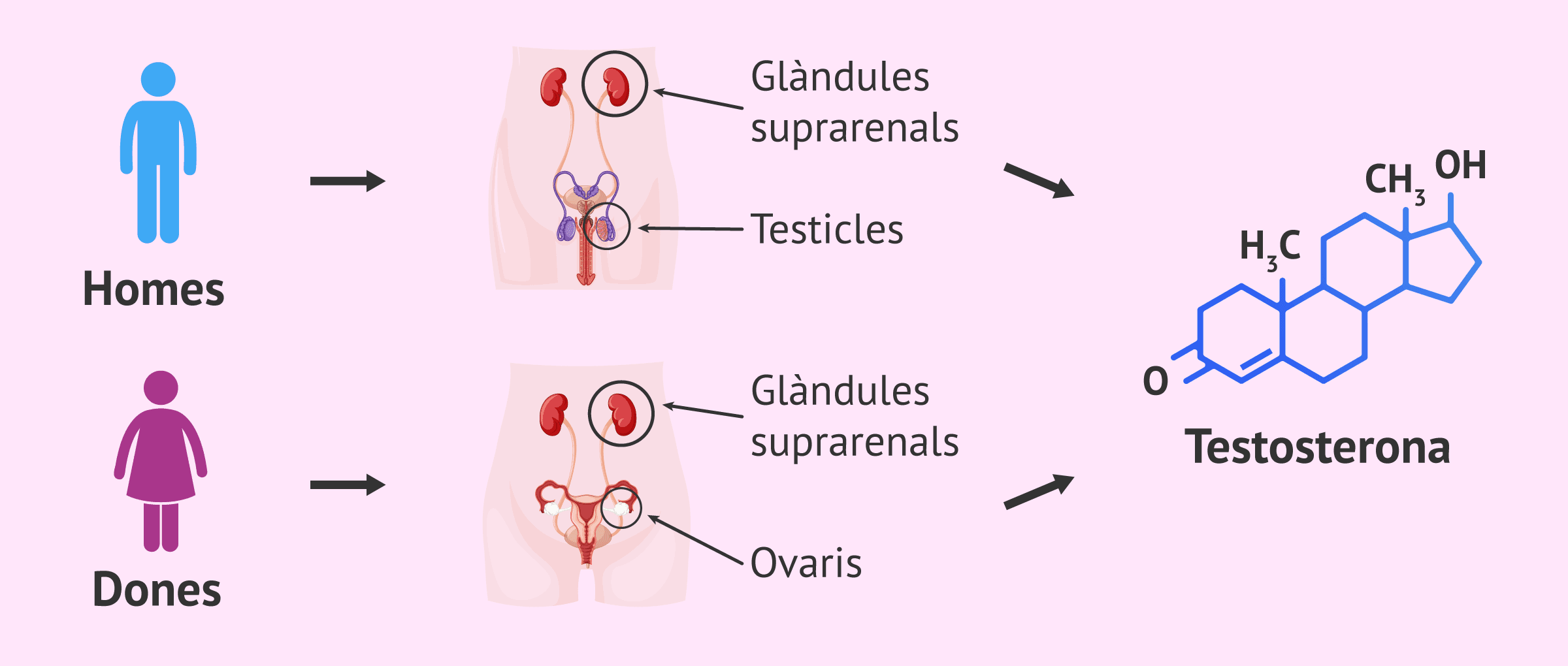 Hormona testosterona: quina és la seva funció en homes i dones?