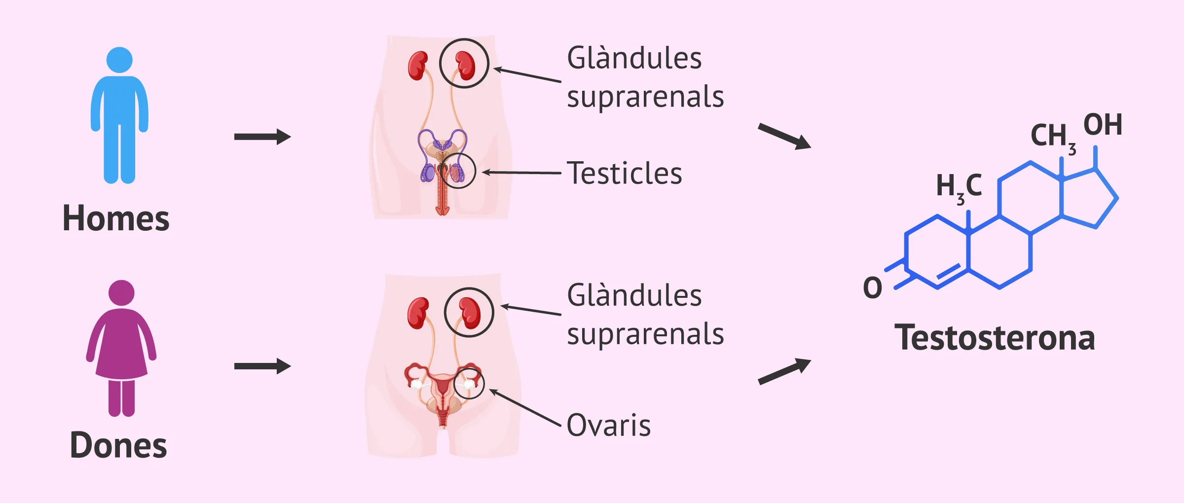 Hormona testosterona: quina és la seva funció en homes i dones?