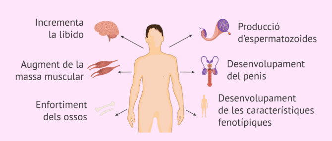 Imagen: Funcions de la testosterona en els homes