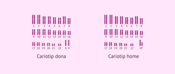 Imagen: Cariotip humà de dona i d'home