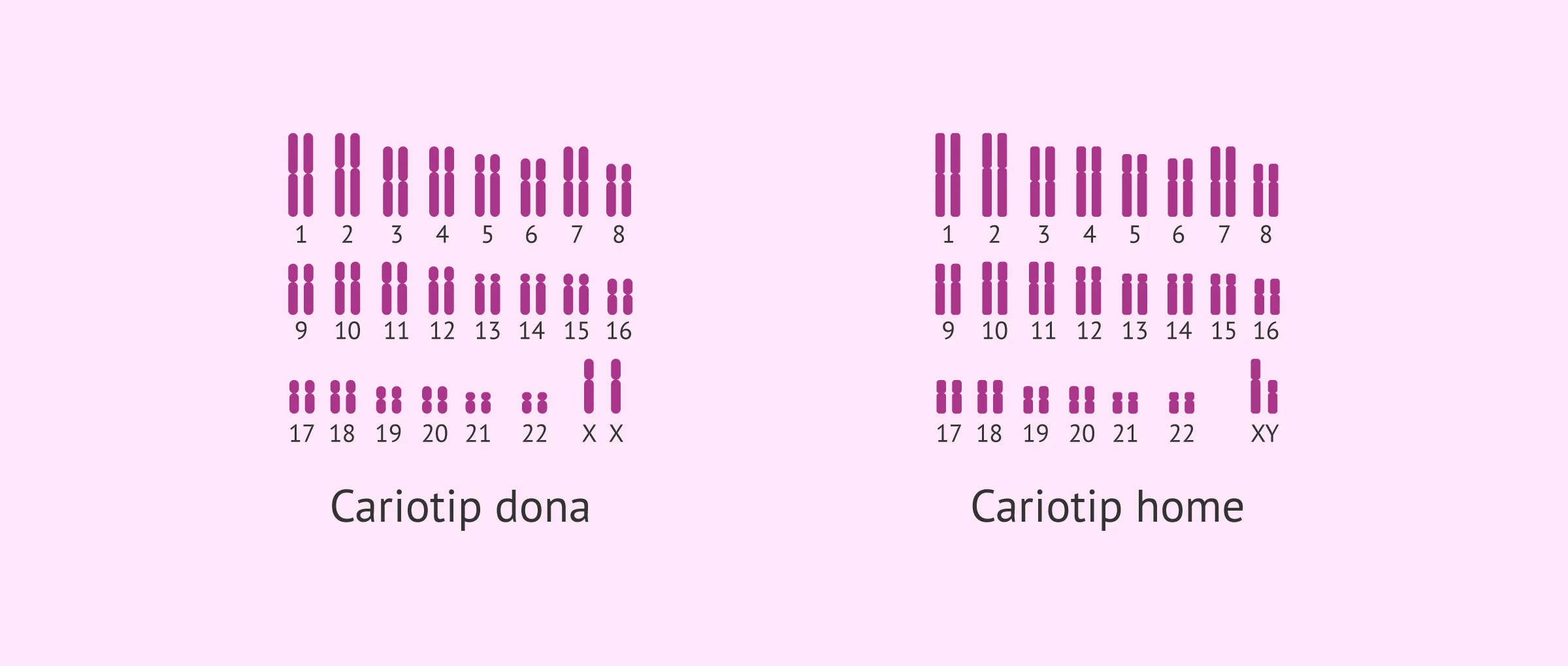 Què és el cariotip i quina importància té en la fertilitat?