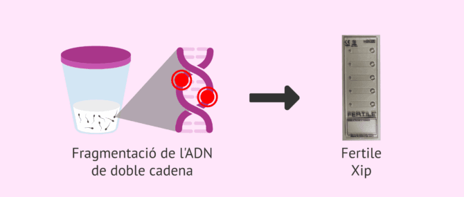 Imagen: Xip fertile per a la fragmentació de l'ADN espermàtic