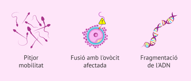 Imagen: Danys de l'estrès oxidatiu als espermatozoides