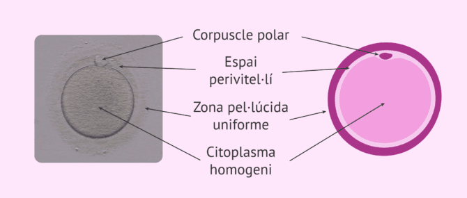 Imagen: Aspecte d'un ovòcit normal