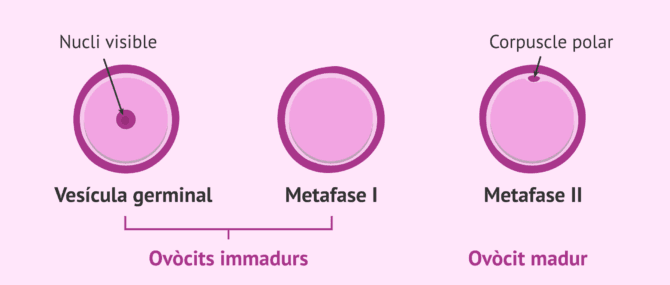 Imagen: Estats de maduració dels ovòcits