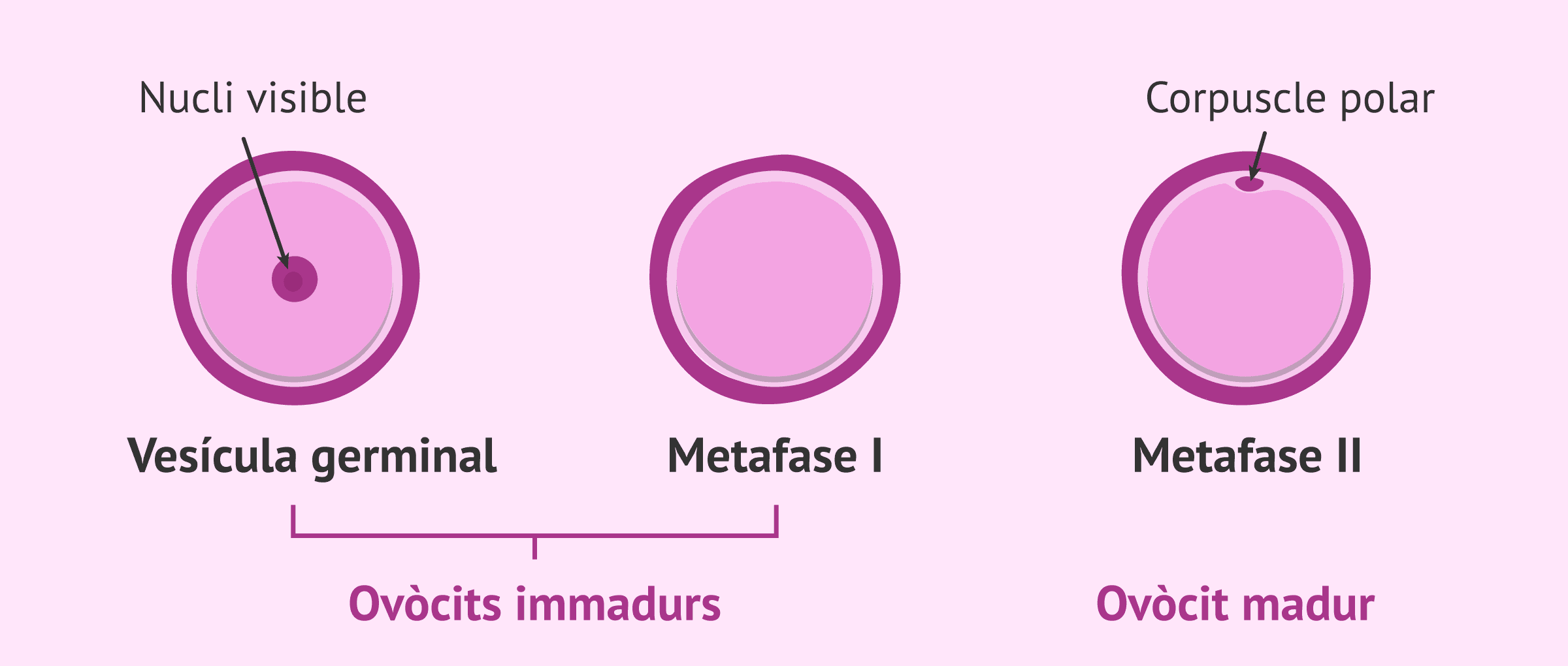 Què és la maduració in vitro d'ovòcits (MIV)?