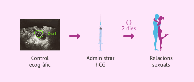 Imagen: Protocol de coit dirigit amb inducció de l'ovulació