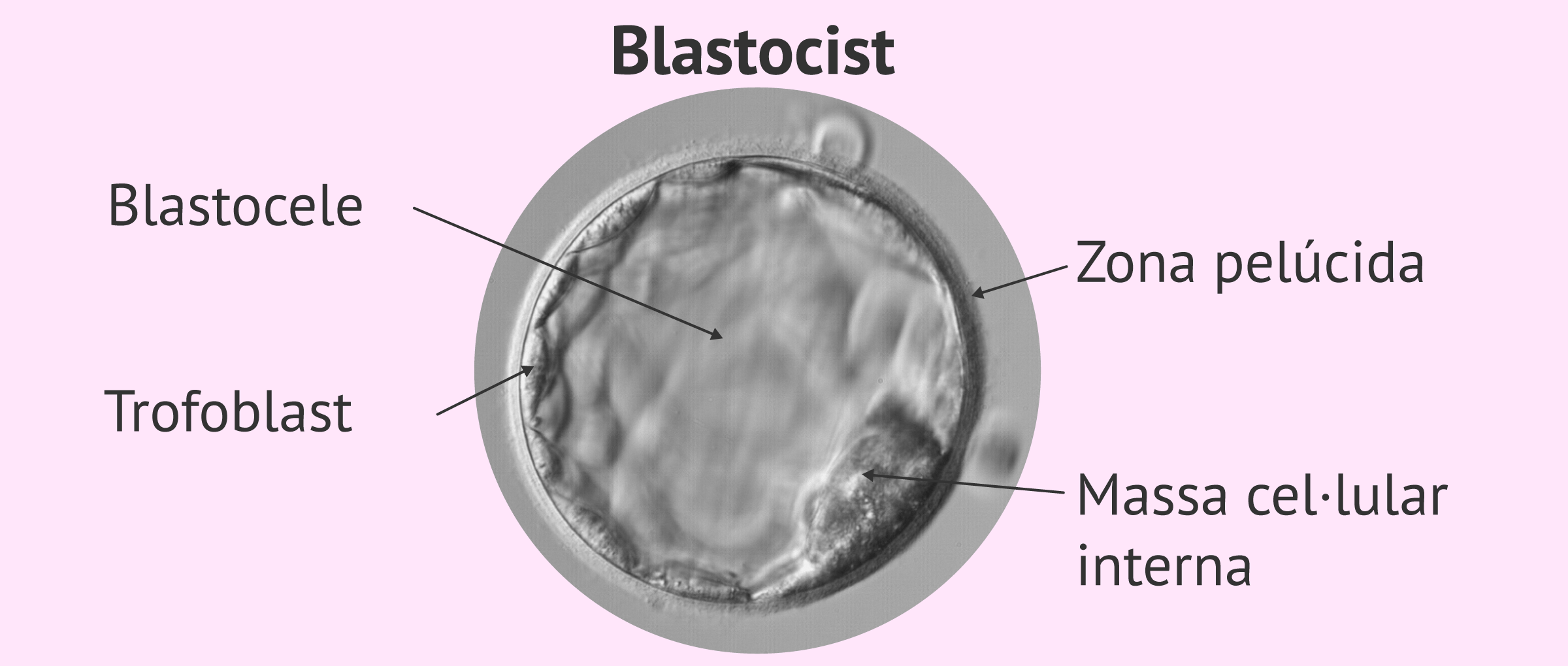 Estructura del blastocit